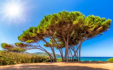 Fototapeta na wymiar Gorgeous pine trees at the coast of Tuscany in Italy.