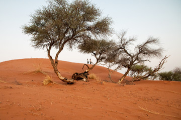  namibian desert