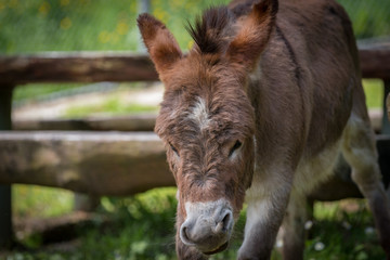 Fototapeta premium Esel
