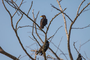 white vented myna on nature background
