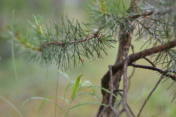 Ветка сосны после дождя © Ryoha