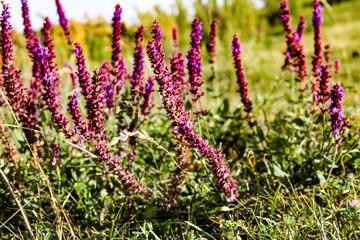 Obraz premium Meadow