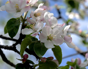 Fototapeta na wymiar Beautiful apple flowers