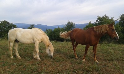 zwei pferde