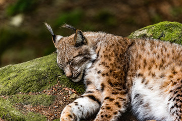 Luchs schläft