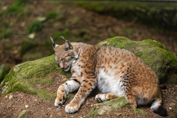 Obraz premium Luchs beim schlafen