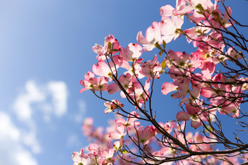 Cherry Blossom Flowers Background