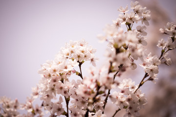 Cherry Blossom Flowers Background