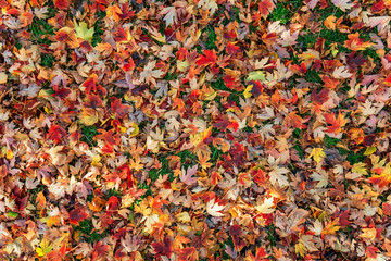 Colorful fall leafs on green grass background
