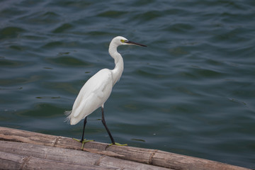 little egret, Egretta garzetta