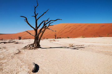 namibian desert