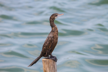 Little cormorant, Javanese cormorant (Microcarbo niger)