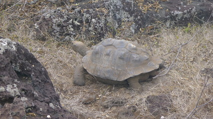 Ecuador, Galapagos, Santa Cruz Island
