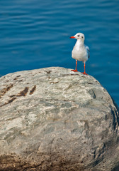 Набережная в городе Баку, Азербайджан.