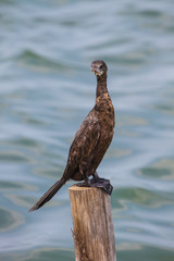 Little cormorant, Javanese cormorant (Microcarbo niger)