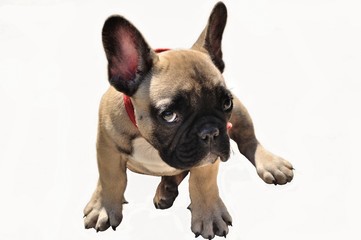 Puppy of pale yellow French bulldog_51