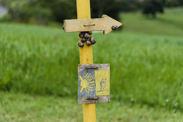 Gelber Pfeil an Holzpfahl mit Schneckenhäusern am Jakobsweg in Spanien