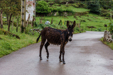 Nasser Esel auf Strasse am Jakobsweg in Spanien