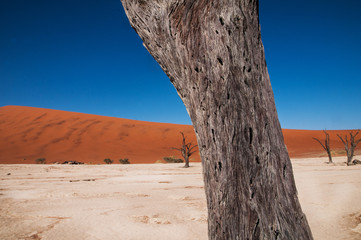 namibian desert