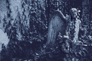 Fototapeta na wymiar In the middle of overgrown ivy, an Angel statue stands in a cemetery in the Czech Republic in blue-toned black and white.