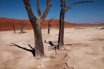 namibian desert