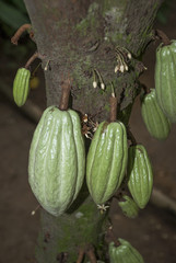 Cacao Tree (Theobroma cacao)