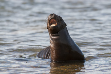 Fototapeta premium SOUTH AMERICAN SEA LION pup,Peninsula Valdez, Chubut,Patagonia ,Argentina