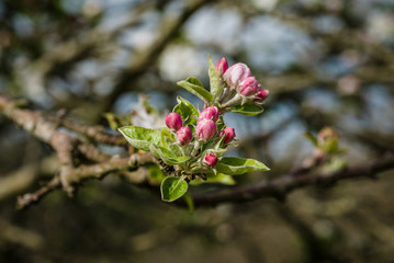 Apfelblüte am Jakobsweg in Spanien