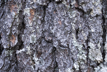 Old wood tree bark for background
