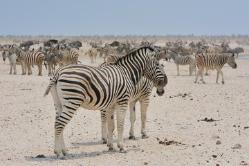 Obraz na płótnie Canvas Zebraherde (Equus quagga) im Etosha Nationalpark