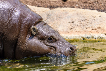 Fototapeta na wymiar Common Hippopotamus (Hippopotamus Amphibius) In Africa