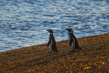 Spheniscus magellanicus,Magellanic Penguin, San Lorenzo colony, Peninsula Valdes, Chubut, Patagonia , Argentina