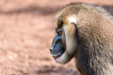 Drill Monkey (Mandrillus Leucophaeus) Portrait