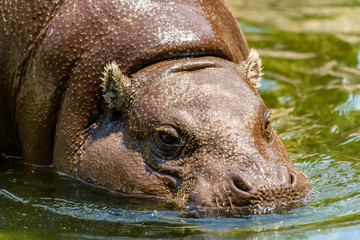 Common Hippopotamus (Hippopotamus Amphibius) In Africa