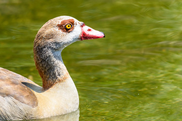 Wild Duck Swimming On Water
