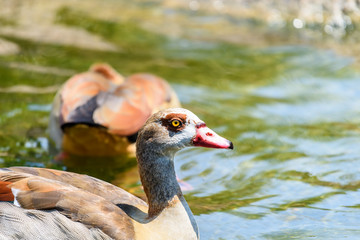 Wild Duck Swimming On Water