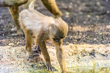 Baby Drill Monkey (Mandrillus Leucophaeus)