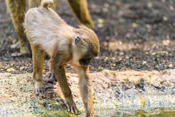 Baby Drill Monkey (Mandrillus Leucophaeus)