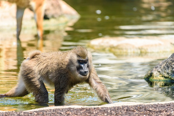 Baby Drill Monkey (Mandrillus Leucophaeus)