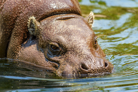 Common Hippopotamus (Hippopotamus Amphibius) In Africa