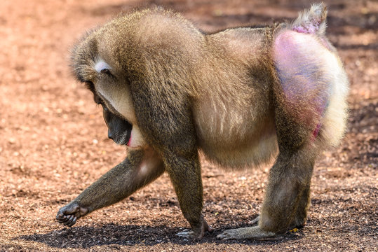 Drill Monkey (Mandrillus Leucophaeus) Portrait