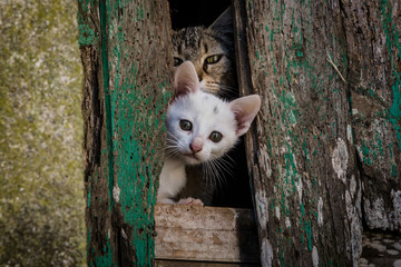 Neugierige Katzen