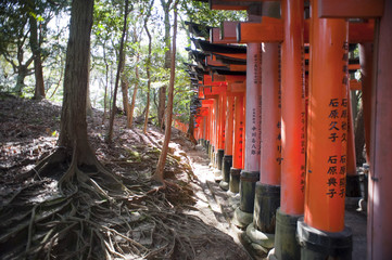 Fototapeta na wymiar torii in the woodland