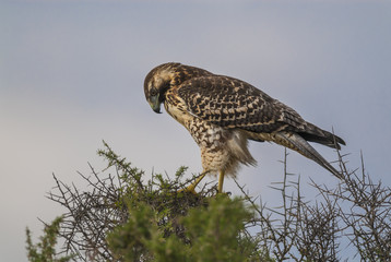 Red-backed Hawk, Variable Hawk,Buteo polyosoma, Juvenile.Peninsula Valdes, Chubut,Patagonia Argentina