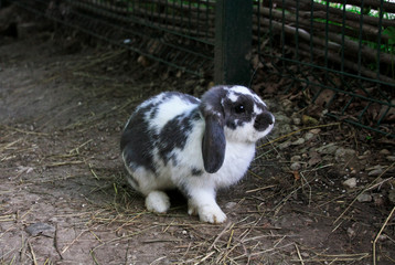 Lop-eared rabbit in a haystack