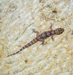 Lizard on a desert rock,