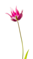 lily white purple tulip flower