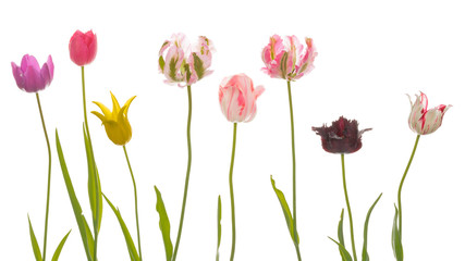 unusual brightly colored tulips