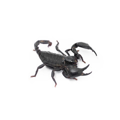 Scorpion isolated on white background