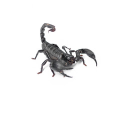 Scorpion isolated on white background
